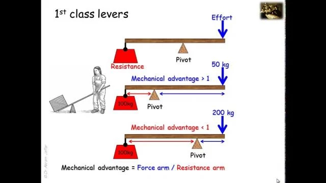 Lever systems in the human body