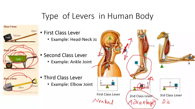 Types or Classes of Lever in the Human Body Explained with Examples