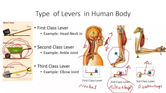 Types or Classes of Lever in the Human Body Explained with Examples